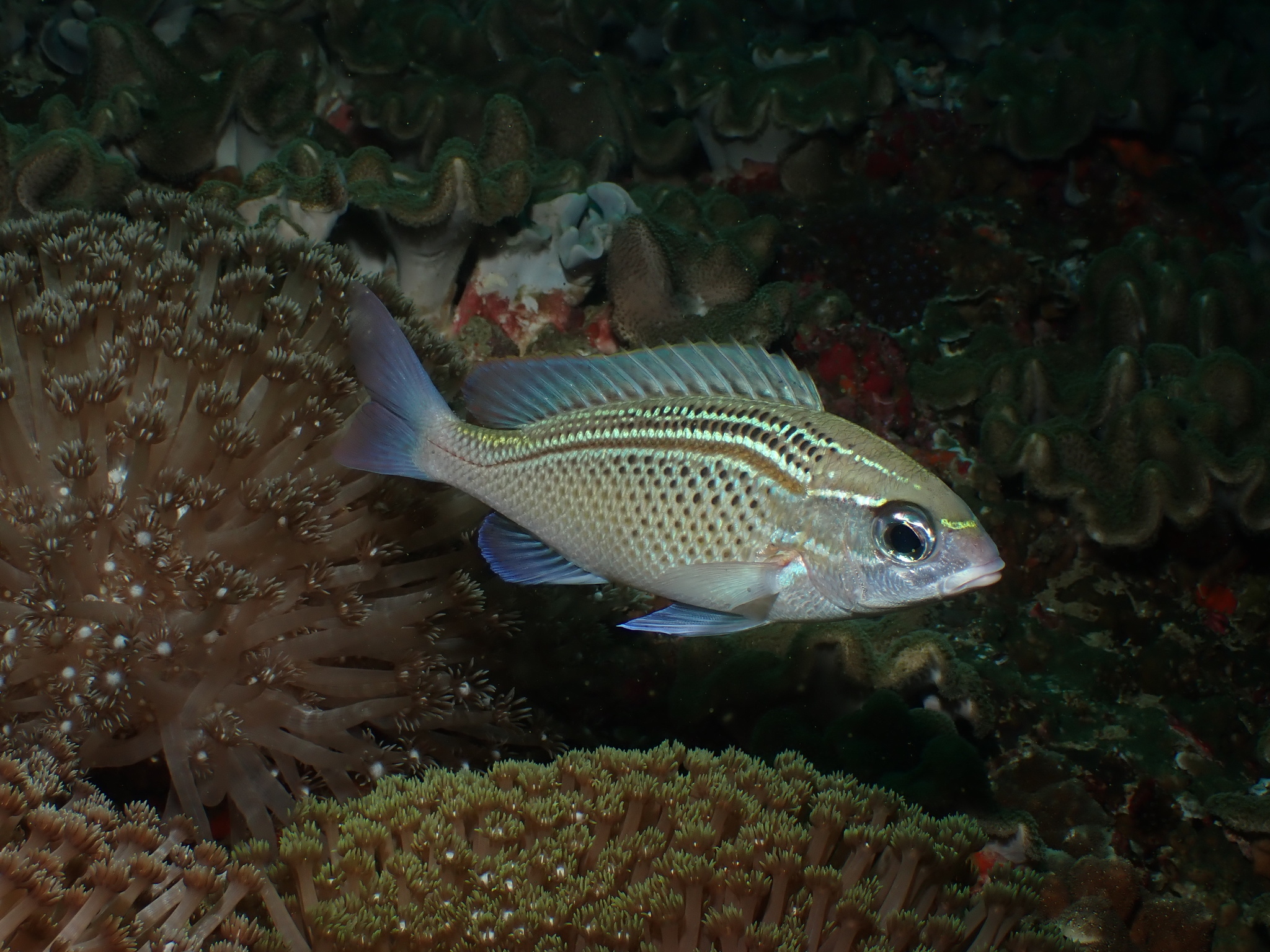 Arabian Monocle Bream photo 7