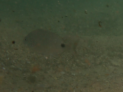 Diplodus