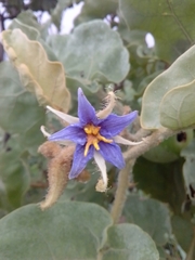 Solanum lycocarpum