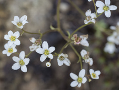 Micranthes californica