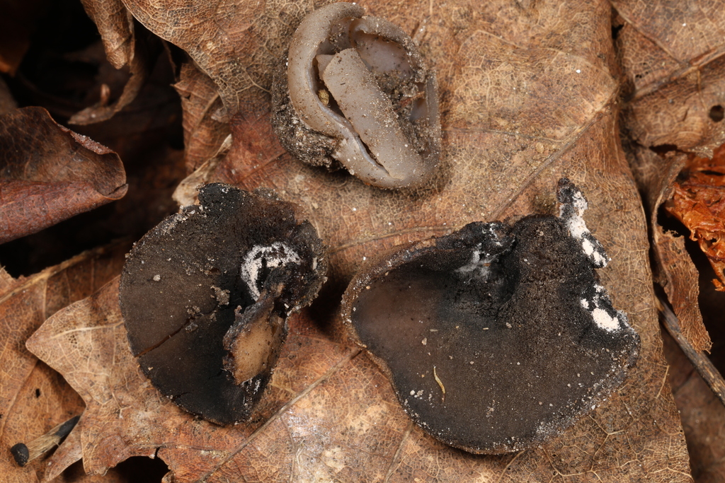 Peziza sp. 'NC01'