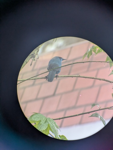Turquoise Jay (Cyanolyca turcosa), photo 2