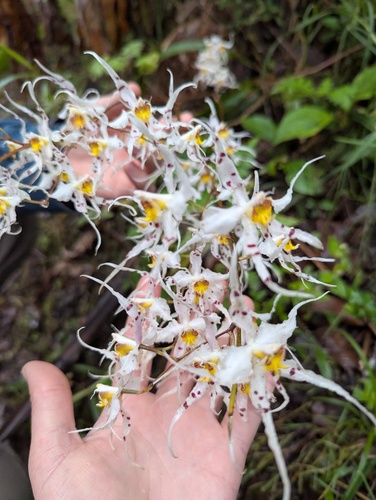 Oncidium cirrhosum, photograph 2