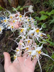 Oncidium cirrhosum, photograph (c) Alina Martin, some rights reserved (CC BY)