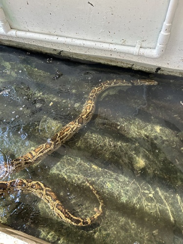 Burmese Python