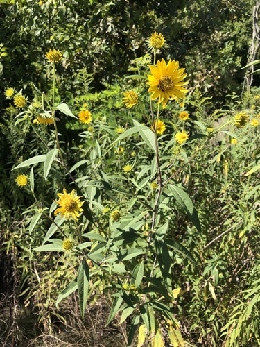 Sawtooth Sunflower (Helianthus grosseserratus)