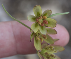 Fritillaria micrantha