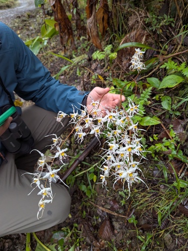 Oncidium cirrhosum, photograph 1