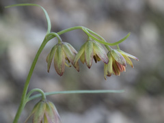 Fritillaria micrantha