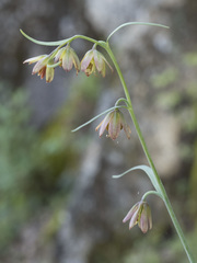 Fritillaria micrantha