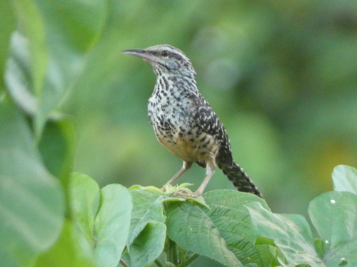 Band-backed Wren (Campylorhynchus zonatus), photo 1