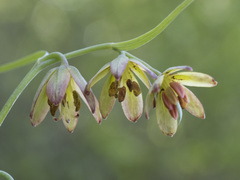 Fritillaria micrantha