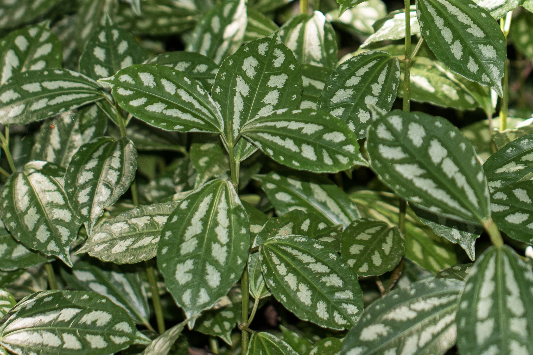 Pilea cadierei