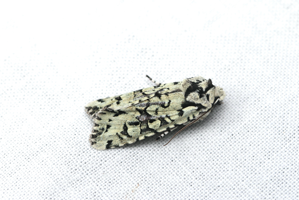 Lithophane venusta