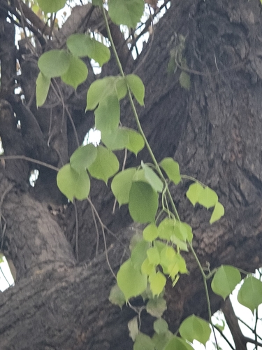 Dalbergia sissoo