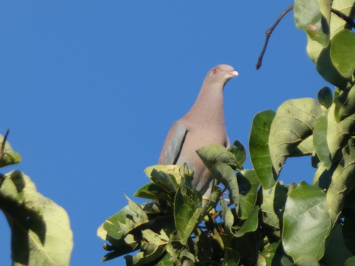 Red-billed Pigeon (Patagioenas flavirostris), photo 5