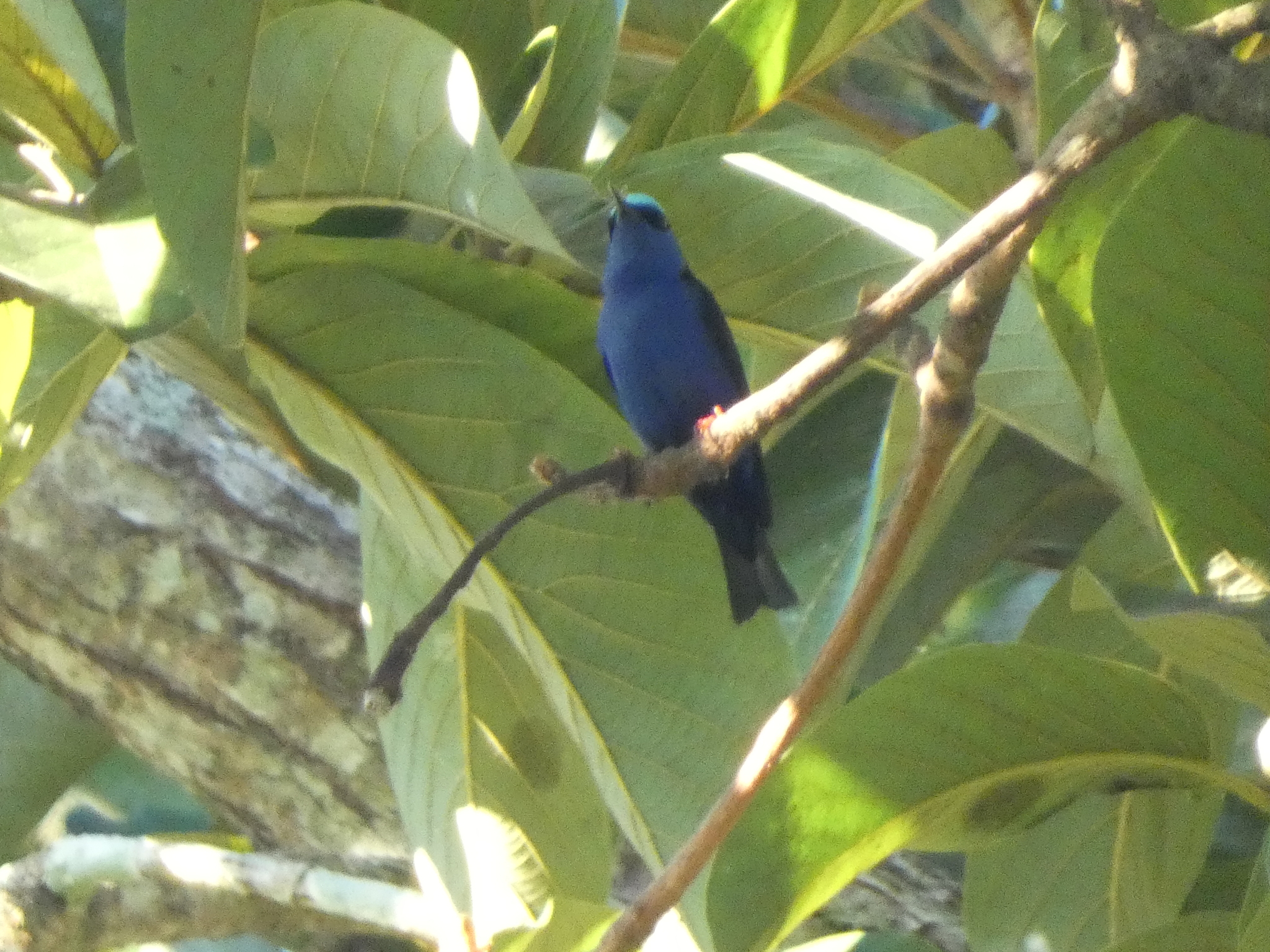 Red-legged Honeycreeper (Cyanerpes cyaneus), photo 7