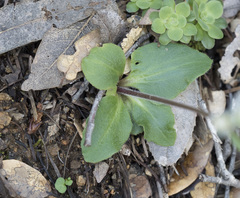 Micranthes californica