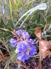 Periandra mediterranea