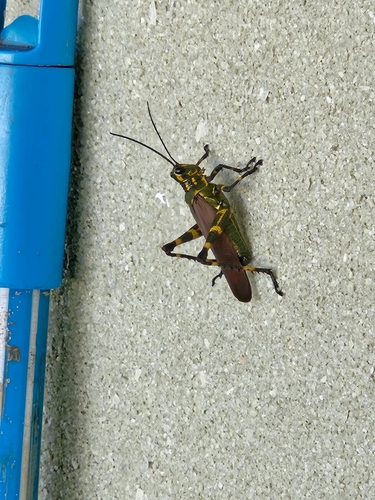 Soldier Grasshopper