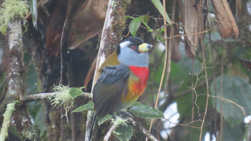 Toucan Barbet (Semnornis ramphastinus)