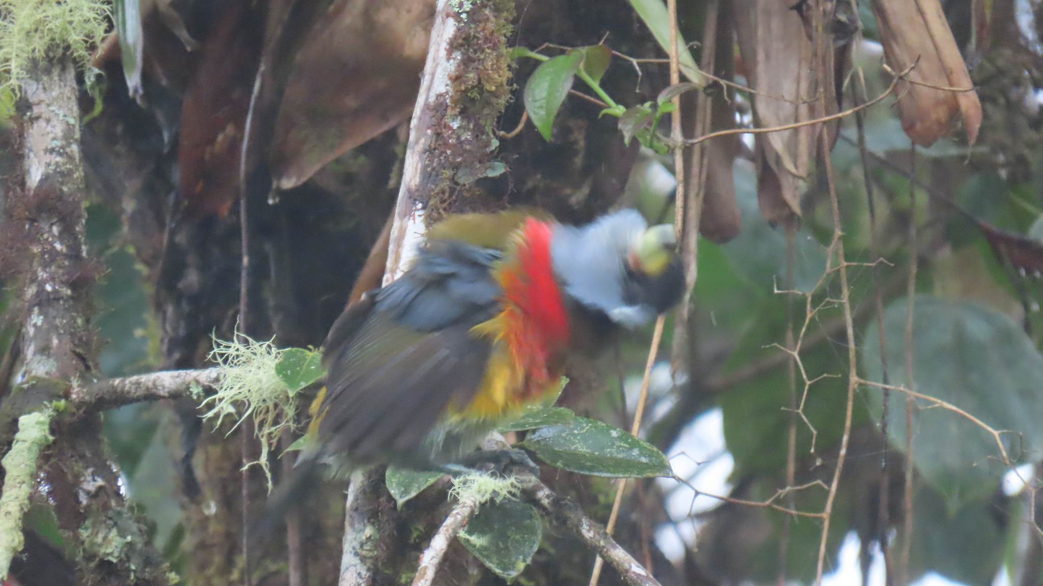 Toucan Barbet (Semnornis ramphastinus), photo 2