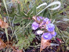 Periandra mediterranea
