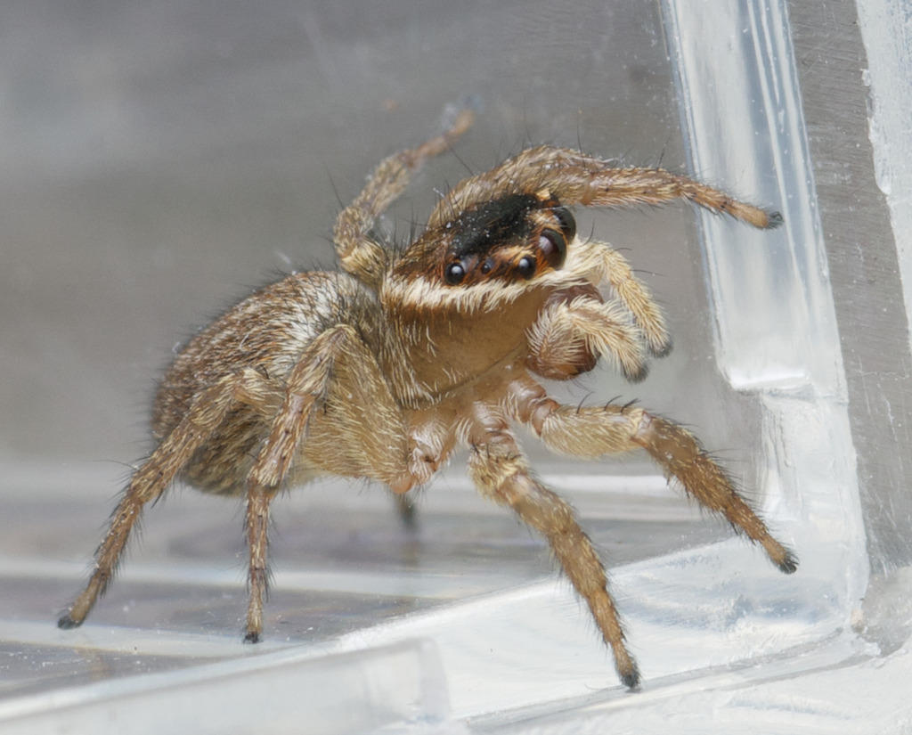 White Banded House Jumper