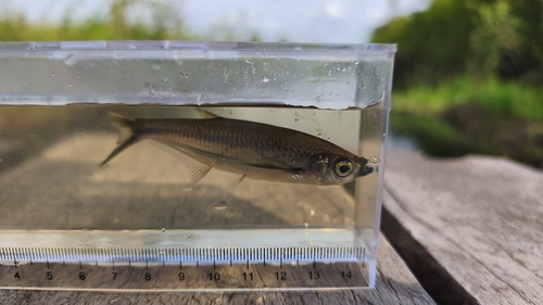Glass barb (Parachela oxygastroides) — Cyprinidae