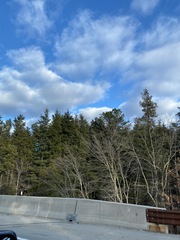 Juniperus virginiana virginiana