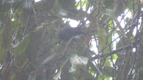 Capped Conebill (Conirostrum albifrons), photo 1