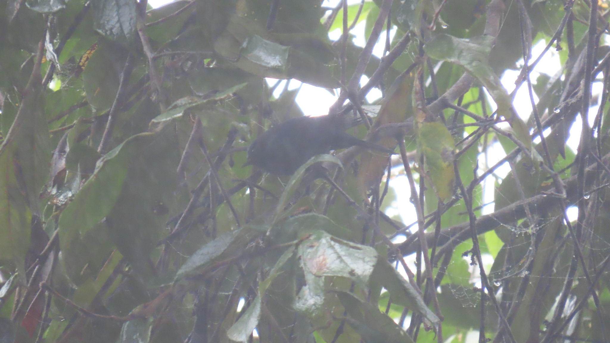 Capped Conebill (Conirostrum albifrons), photo 1