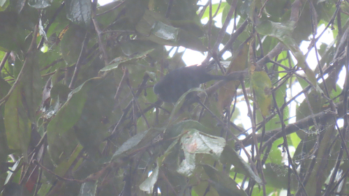 Capped Conebill (Conirostrum albifrons), photo 2