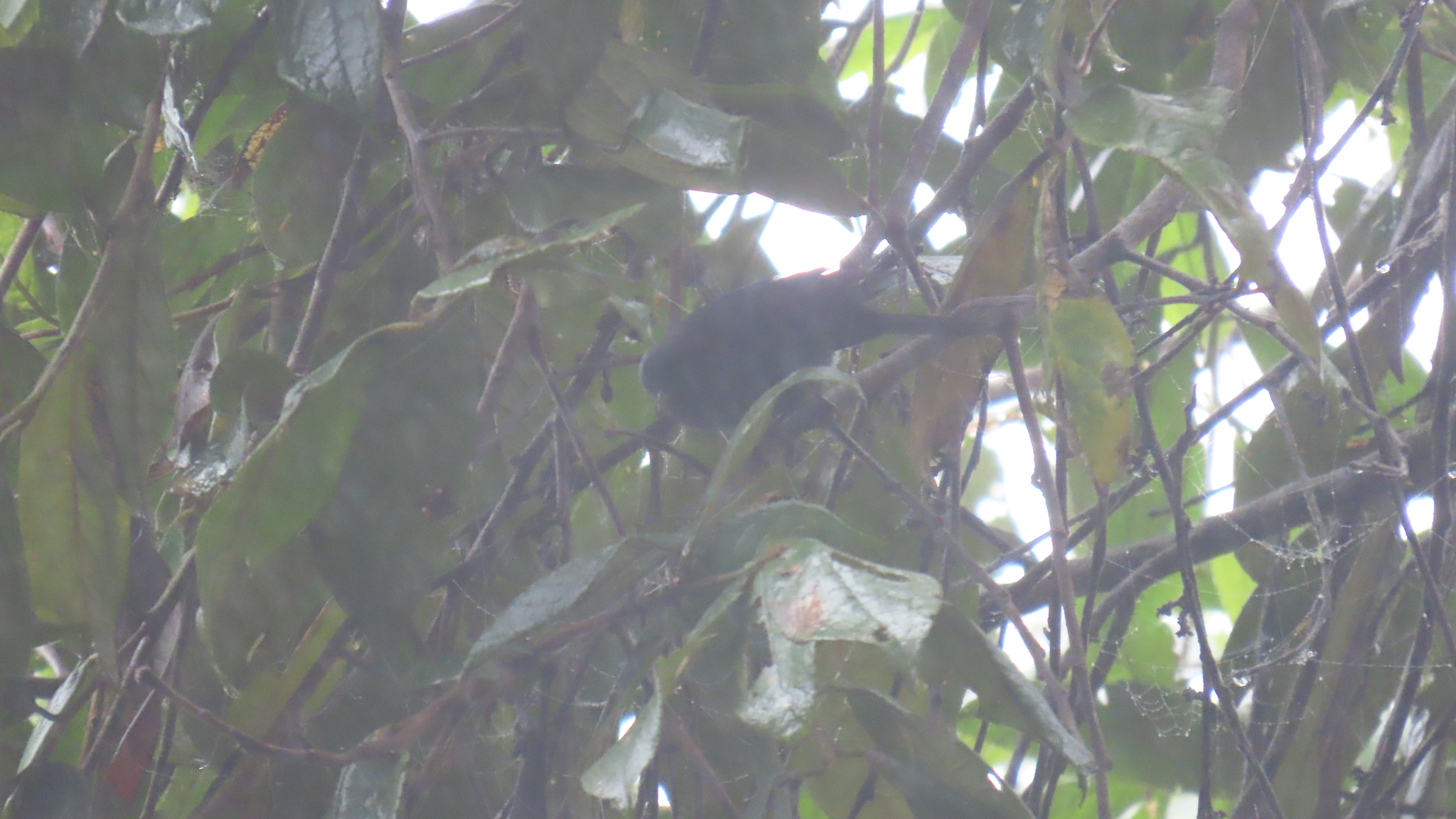 Capped Conebill (Conirostrum albifrons), photo 2