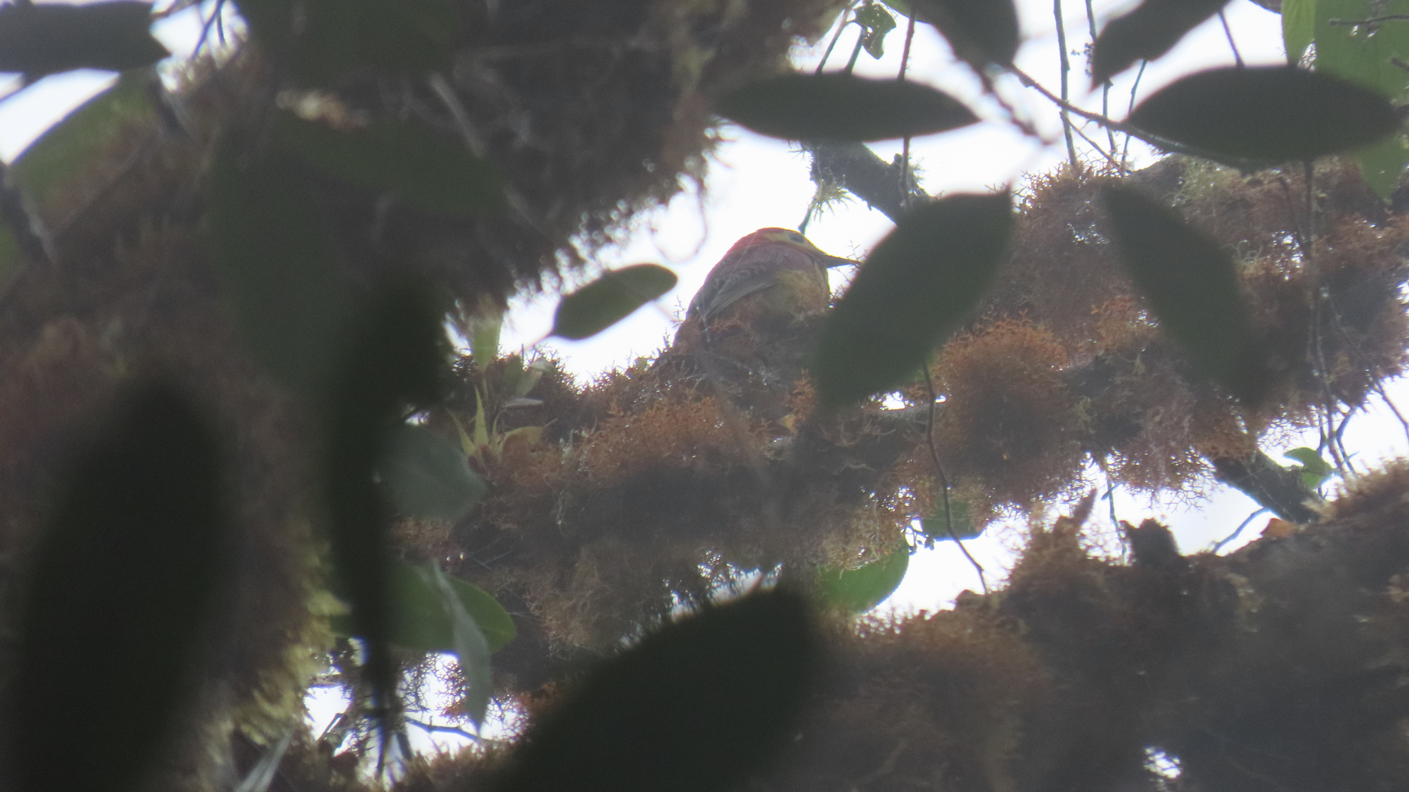 Crimson-mantled Woodpecker (Colaptes rivolii), photo 1