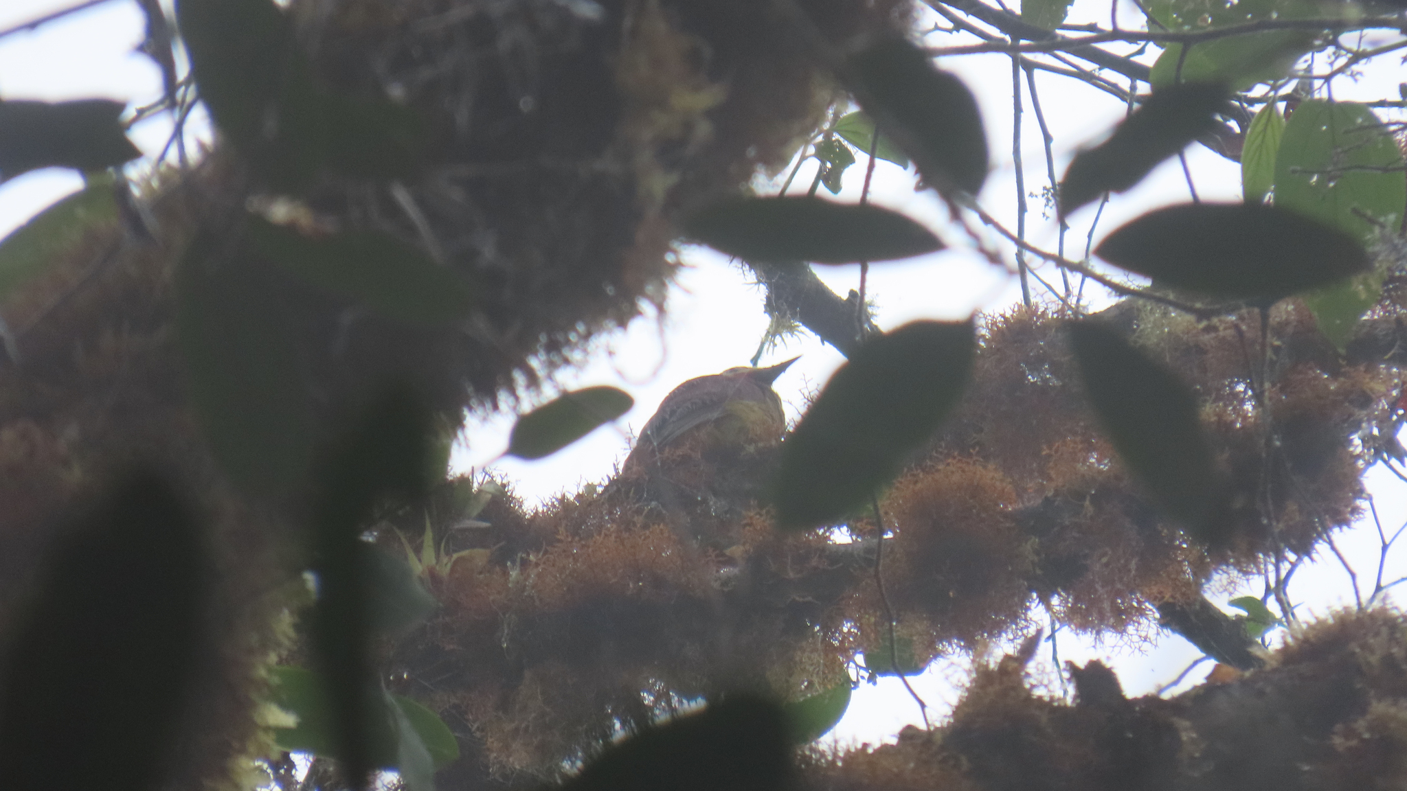 Crimson-mantled Woodpecker (Colaptes rivolii), photo 2