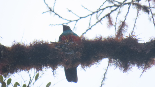 Golden-headed Quetzal (Pharomachrus auriceps)