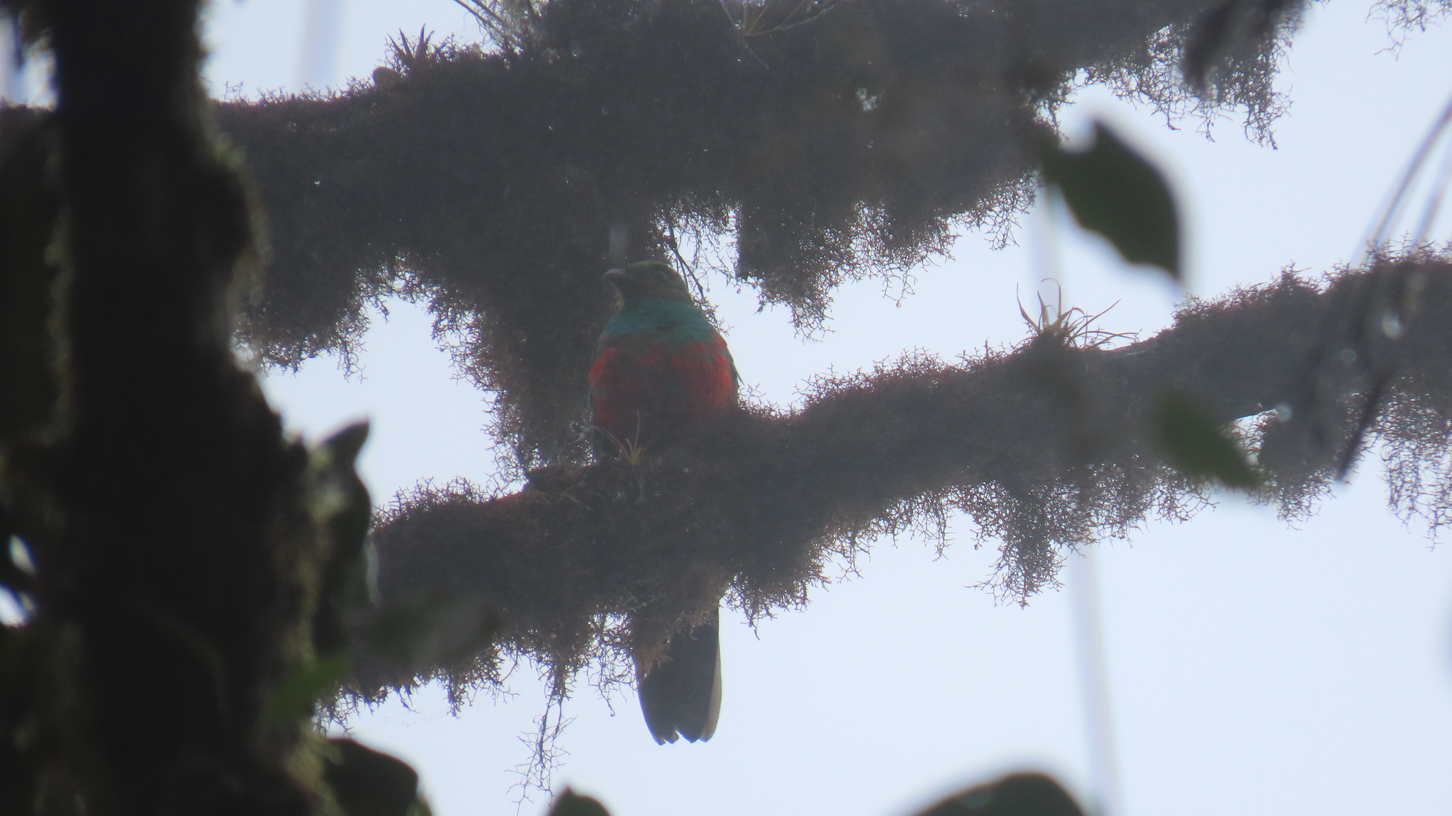 Golden-headed Quetzal (Pharomachrus auriceps), photo 2