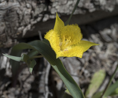 Calochortus monophyllus