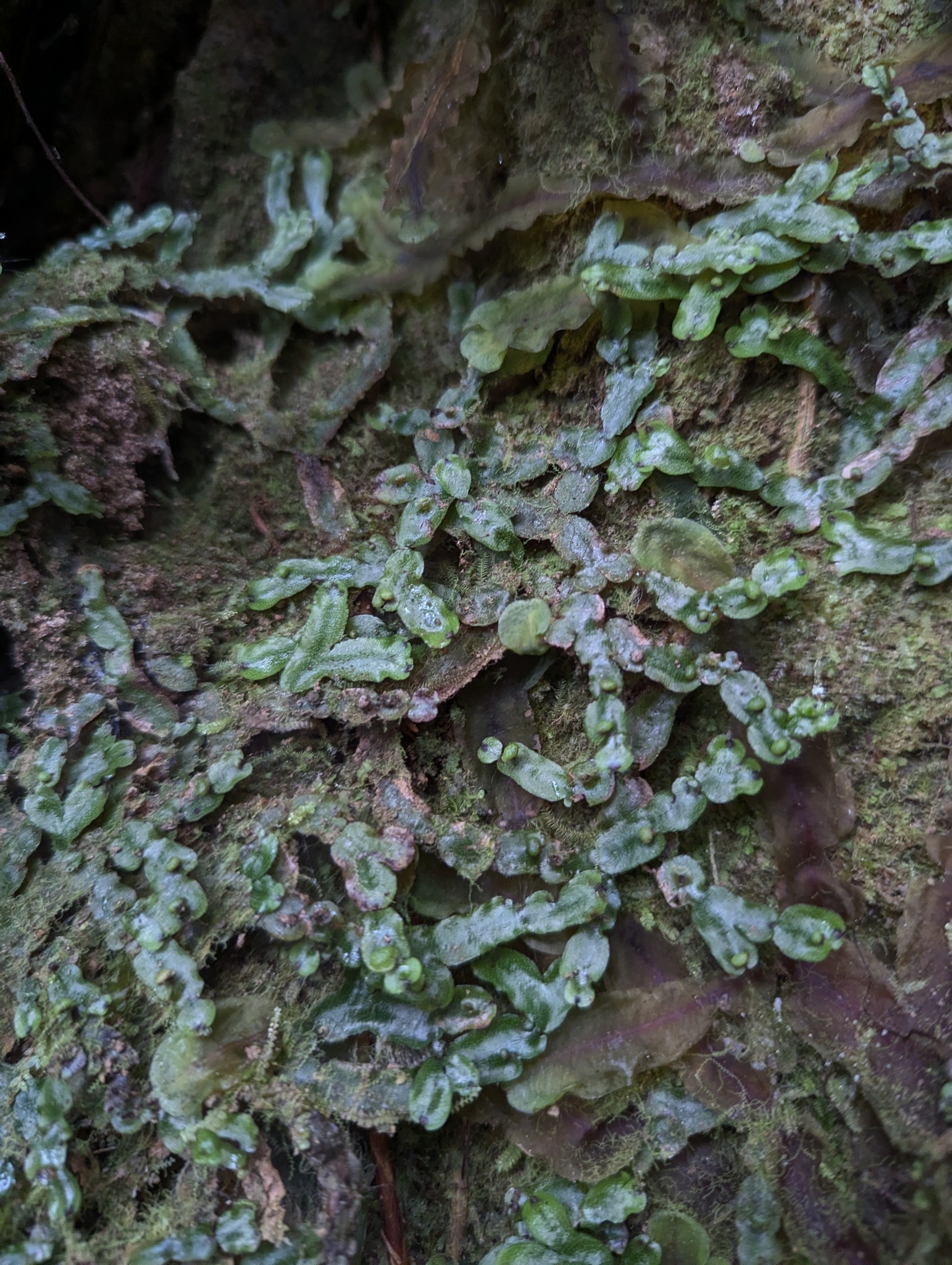 Golden-headed Quetzal (Pharomachrus auriceps), photo 3