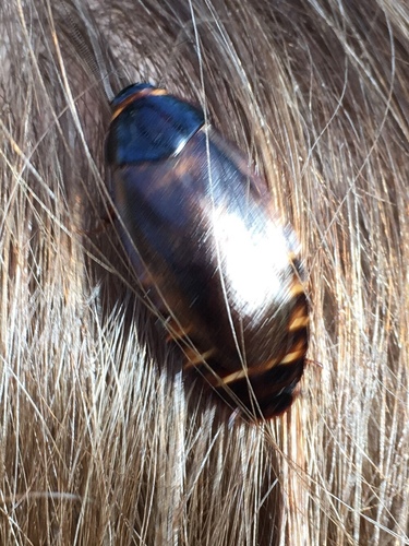 Surinam cockroach
