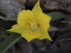 Calochortus monophyllus
