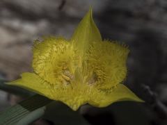 Calochortus monophyllus