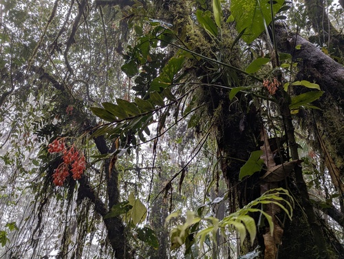 Epidendrum spathatum, photograph 3