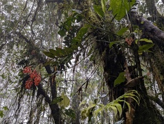 Epidendrum spathatum, photograph (c) Alina Martin, some rights reserved (CC BY)