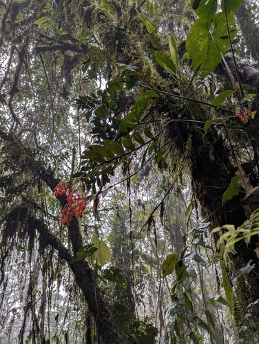 Epidendrum spathatum, photograph 2