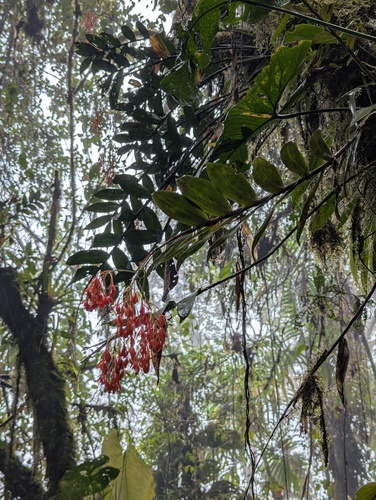 Epidendrum spathatum, photograph 1