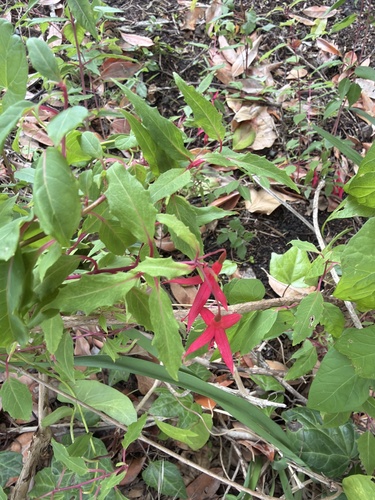 Fuchsia