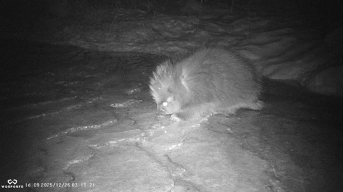North American Porcupine