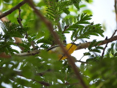 Aegithina tiphia deignani